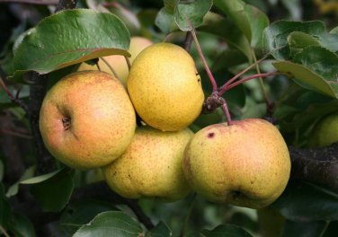 Chinese Pear, (Ussurian Pear), Pyrus ussuriensis, Tree Seeds (Fast, Fall Color)