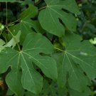Chinese Parasol, Firmiana simplex, Tree Seeds (Exotic, Fast, Showy)