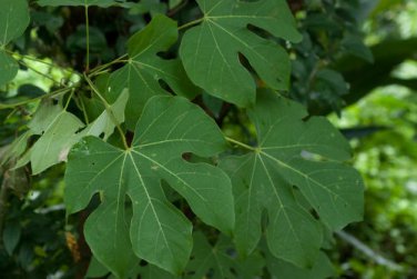 Chinese Parasol, Firmiana simplex, Tree Seeds (Exotic, Fast, Showy)