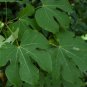 Chinese Parasol, Firmiana simplex, Tree Seeds (Exotic, Fast, Showy)