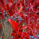 Virginia Creeper, Parthenocissus quinquefolia, Vine Seeds (Fall Color, Hardy)