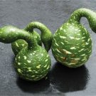 Speckled Swan Gourd, (Lagenaria siceraria), Seeds