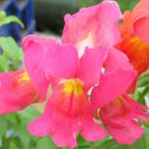 Snapdragon, Antirrhinum majus Maximum, Seeds (Mixed Colors)