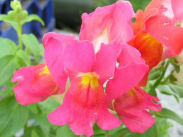 Snapdragon, Antirrhinum majus Maximum, Seeds (Mixed Colors)