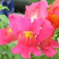 Snapdragon, Antirrhinum majus Maximum, Seeds (Mixed Colors)