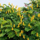Candle Bush, (Senna alata), Cassia alata, Shrub Seeds (Fast, Showy)