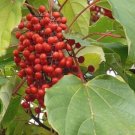 Igiri Tree, (Chinese Wonder) Idesia polycarpa, Tree Seeds (Fast, Edible, Showy)
