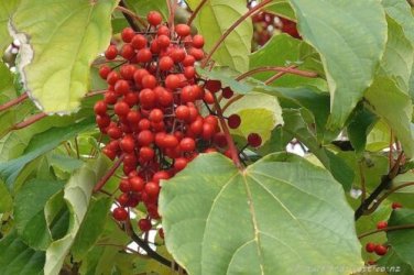 Igiri Tree, (Chinese Wonder) Idesia polycarpa, Tree Seeds (Fast, Edible, Showy)