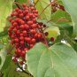 Igiri Tree, (Chinese Wonder) Idesia polycarpa, Tree Seeds (Fast, Edible, Showy)