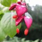 Scarlet Euonymus, Euonymus sachalinensis, Shrub Seeds (Fall Color, Showy)