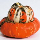 Turks Turban, (Turban Squash), Cucurbita maxima, Seeds