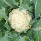 Cauliflower Seeds - Early Snowball Y