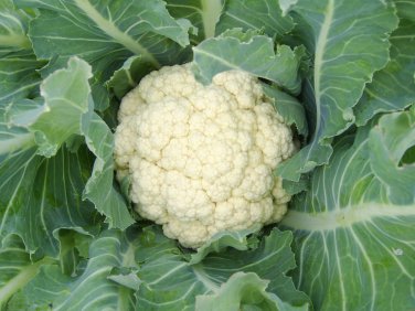 Cauliflower Seeds - Early Snowball Y