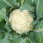 Cauliflower Seeds - Early Snowball Y
