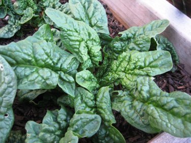 Spinach Seeds - Bloomsdale Long Standing