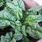 Spinach Seeds - Bloomsdale Long Standing