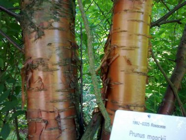 Amur Chokecherry, Prunus maackii, Tree Seeds (Edible, Fall Color, Hardy)