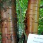 Amur Chokecherry, Prunus maackii, Tree Seeds (Edible, Fall Color, Hardy)