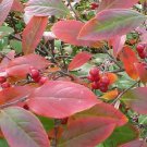 Red Chokeberry, Aronia arbutifolia Brilliantissima, Shrub Seeds (Fall Color)
