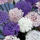 Didiscus Lacey Flower Seeds Mix / Blue White Pink / Fragrant Self-Seeding Ann