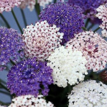 Didiscus Lacey Flower Seeds Mix / Blue White Pink / Fragrant Self-Seeding Ann
