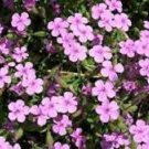 Saponaria Rose Soapwort Flower Seeds / Self-Seeding Annual