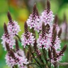 Verbena Pink Spires Flower Seeds / Reseeding Annual