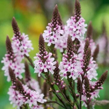 Verbena Pink Spires Flower Seeds / Reseeding Annual