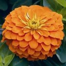 Zinnia Yoga Orange Flower Seeds / Annual