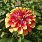 Zinnia Whirligig Flower Seeds / Annual