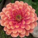 Zinnia Salmon Colored Flower Seeds /Bi-Annual