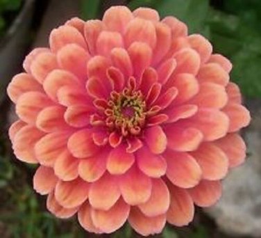 Zinnia Salmon Colored Flower Seeds /Bi-Annual