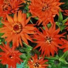 Zinnia Inca Orange Flower Seeds / Annual