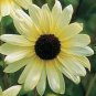 Vanilla Ice Helianthus Sunflower Flower Seeds / 4 ft. tall Annual