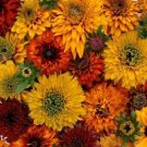 Rudbeckia Moroccan Sunset Mix