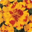 Durango Bolero Marigold Flower Seeds / Annual