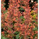 Navajo Sunset Orange Hyssop / Perennial Flower Seeds