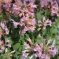 Arizona Sunset Hyssop / Perennial Flower Seeds
