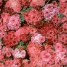 Pink Puff Ageratum / Annual Flower Seeds
