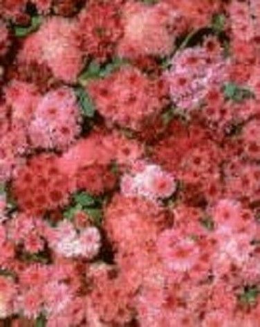 Pink Puff Ageratum / Annual Flower Seeds