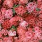 Pink Puff Ageratum / Annual Flower Seeds