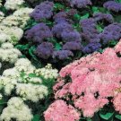 Hawaiian Mix Ageratum / Annual Flower Seeds