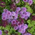 Purple Tycoon Ageratum / Annual Flower Seeds