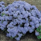 BlueMist Hardy Ageratum / Annual Flower Seeds