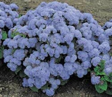 BlueMist Hardy Ageratum / Annual Flower Seeds