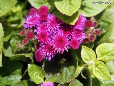 Rose Hardy Ageratum / Annual Flower Seeds