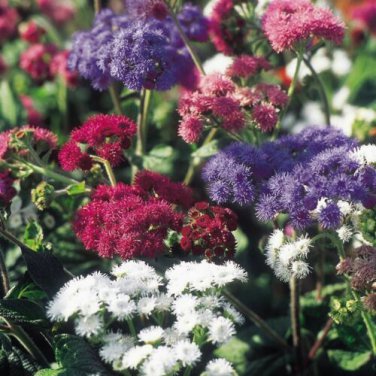 Dondo Mix Ageratum / Annual Flower Seeds
