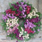 Gomphrena Audray Mix / Long Lasting Annual Flower Seeds