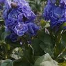 Cinderella Blue Stock Matthiola Evening Scented / Annual Flower Seeds