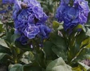Cinderella Blue Stock Matthiola Evening Scented / Annual Flower Seeds
